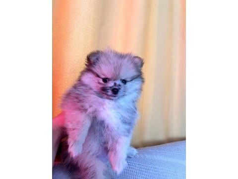 Pomeranian boo teddy bear
