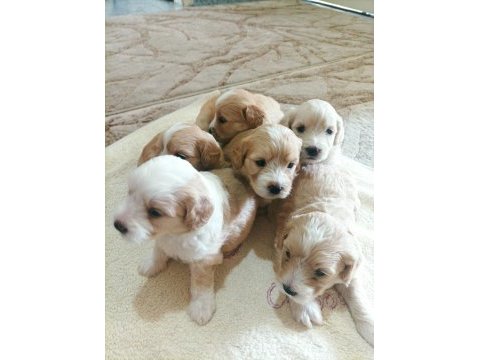 Minik maltipoo bebekler