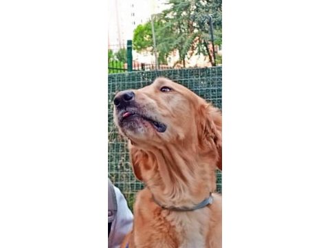 Sevimli sakin goldenimiz