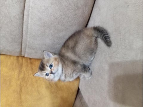 British shorthair gold