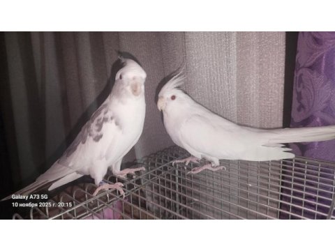 Garantili damızlık sultan papağanı çifti