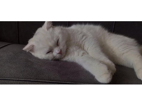 8-9 aylık scottish fold erkek