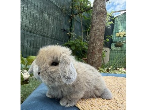 Mini lop tavşan yavruları