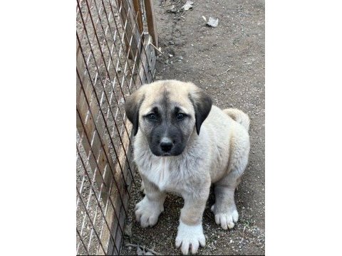 Orijinal safkan kangal yavrular