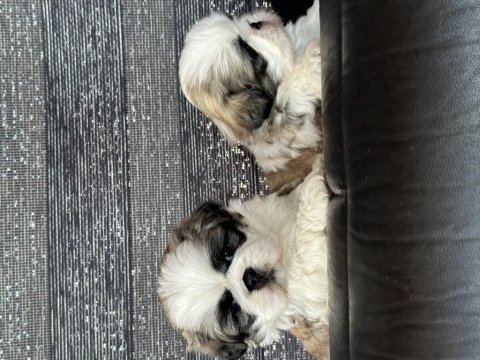 Hayatınıza renk katacak shih tzu bebekler