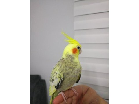 6-7 aylık bilezikli öğrenmeye açık sultan papağanı kuki