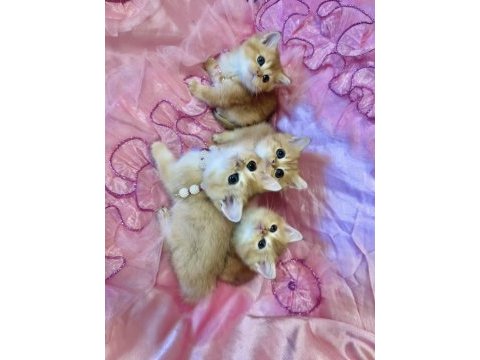 British shorthair yavru kediler