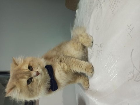 Yakışıklı british longhair