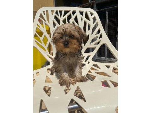 Egzotik yorkshire terrier