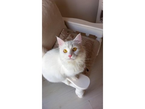 Safkan angora kızımız yeni yuvasını arıyor