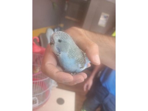 Jumbo muhabbet kuşu yavrular