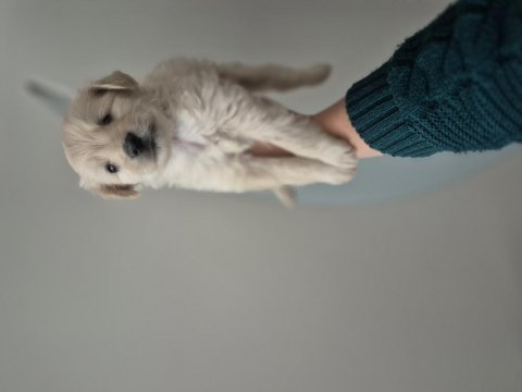 Maltipoo yavrum 55 günlük köpeğimiz