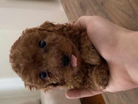 Erkek toy poodle