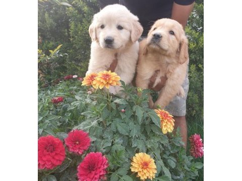 Golden retriever yavruları