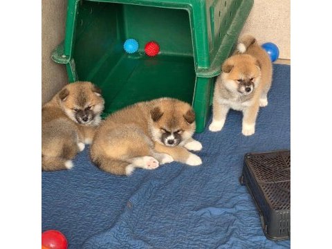 Japon akita inu yavrular