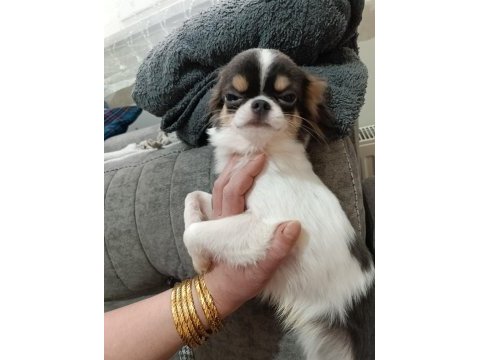 Erkek yavru chihuahua