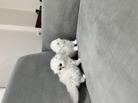 Kendi kedimizin yavruları