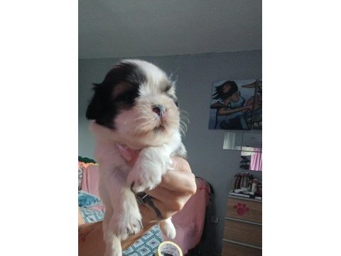 Shih tzu yavrumuz