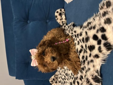 Dişi toy poodle bebişler