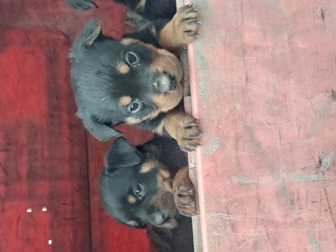 Irk garantili rottweiler yavrular