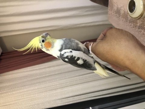 Full evcil konuşan sultan papağanı