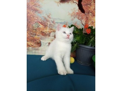 Erkek yavru british shorthair