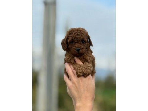 Mocha tadında toy poodle bebeklerim