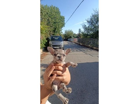 Anne altından eşsiz sağlıklı french bulldoglar