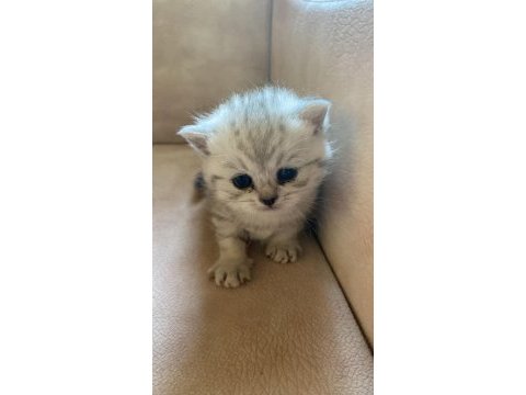 Yavru british shorthair kedim sahiplendirilecek