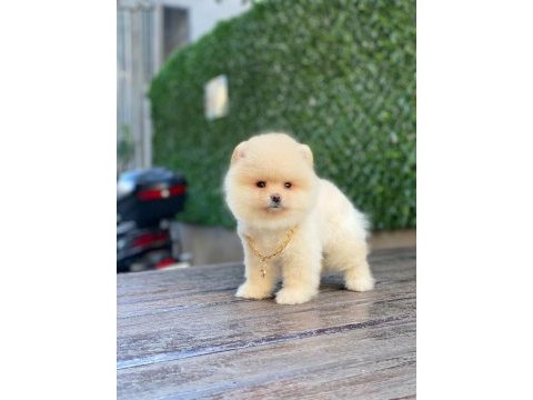 Pomeranian boo