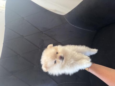 Alanya pomeranian boo köpeğimiz