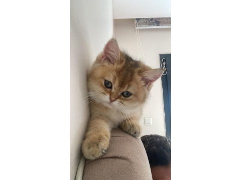 British shorthair dişi yavrumuz
