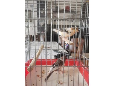 Takım harleguin renk kanaryalar