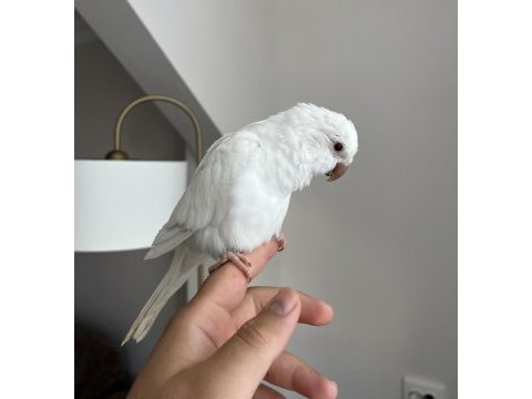 Albino kırmızı göz monk bebek