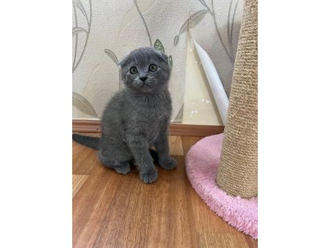 Scottish fold yavrular