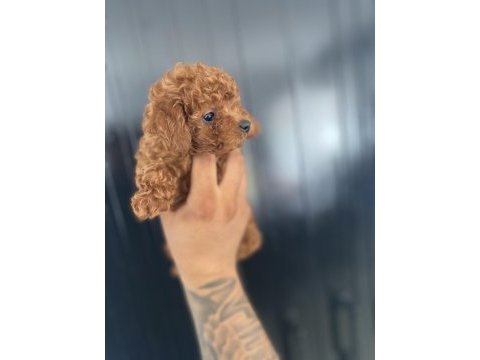 Kore poodle bebekler hazır