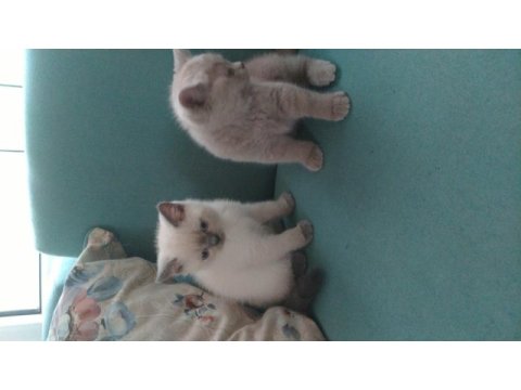 Sahiplendirme british shorthair
