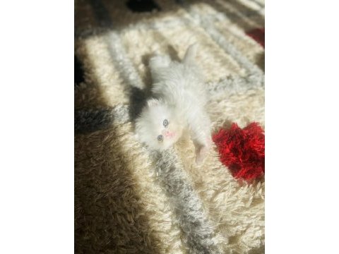 7. kuşak iran kedileri