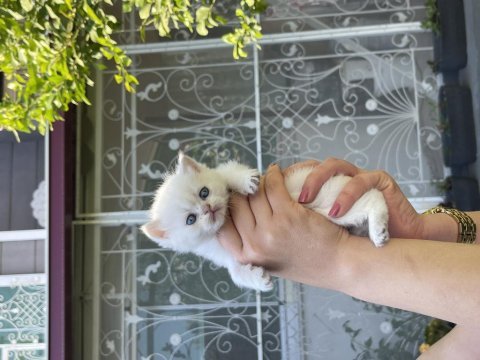 Safkan şecereli british shorthair yavrular evden