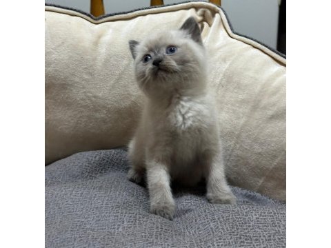 Blue point ve gri british shorthair