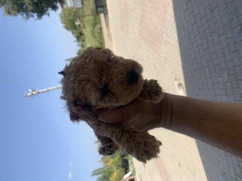 Her bütçeye uygun toy poodle ırk garantili