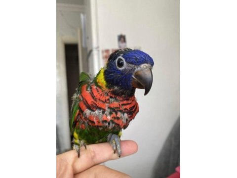 Gökkuşağı lori papağanı el besleme bebek