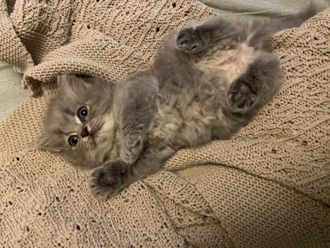 British longhair dişi