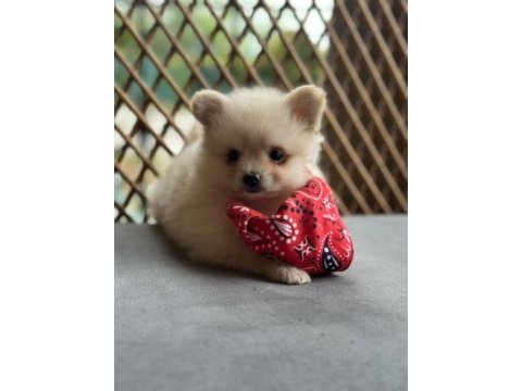 Pomeranian boo yavrumuz