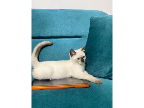 British shorthair yavrular