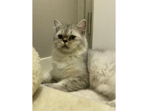 1 yaşında exotic british longhair oğlumuz