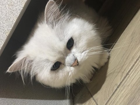 Kedileri için üretici aranıyor