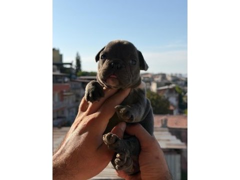 Egzotik fransız bulldog yavrularımız