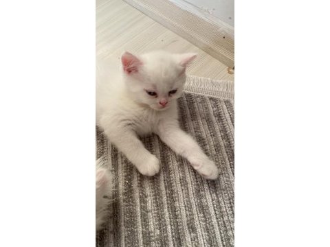 Beyaz inci kedime aile aranıyor