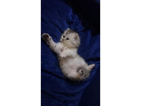 Teslime hazır safkan iran kedisi bebeklerimiz